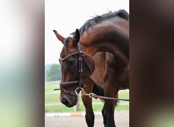 Deutsches Sportpferd, Stute, 4 Jahre, 168 cm, Schwarzbrauner