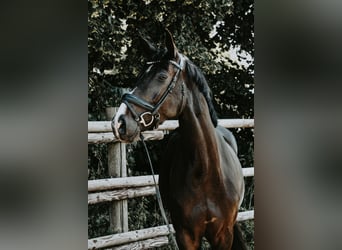 Deutsches Sportpferd, Stute, 4 Jahre, 168 cm, Schwarzbrauner