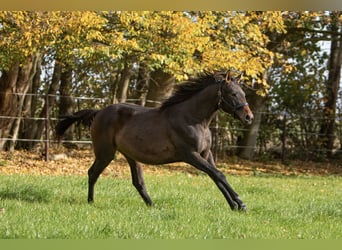 Deutsches Sportpferd, Stute, 4 Jahre, 169 cm, Brauner