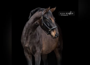 Deutsches Sportpferd, Stute, 4 Jahre, 169 cm, Brauner