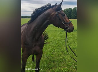 Deutsches Sportpferd, Stute, 4 Jahre, 169 cm, Brauner