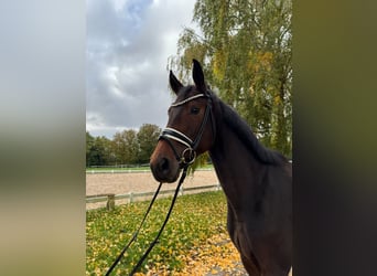 Deutsches Sportpferd, Stute, 4 Jahre, 169 cm, Dunkelbrauner