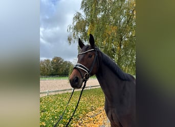 Deutsches Sportpferd, Stute, 4 Jahre, 169 cm, Dunkelbrauner