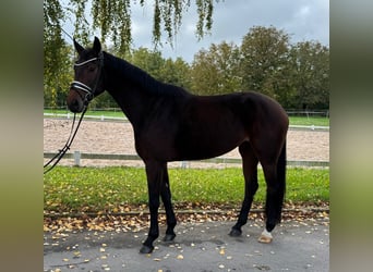Deutsches Sportpferd, Stute, 4 Jahre, 169 cm, Dunkelbrauner