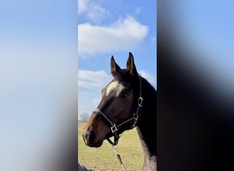 Deutsches Sportpferd, Stute, 4 Jahre, 169 cm, Dunkelbrauner