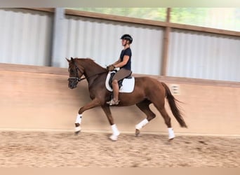 Deutsches Sportpferd, Stute, 4 Jahre, 169 cm, Fuchs