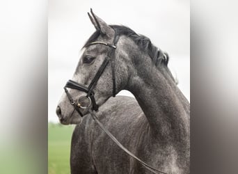 Deutsches Sportpferd, Stute, 4 Jahre, 169 cm, Schimmel