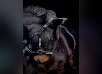 Deutsches Sportpferd, Stute, 4 Jahre, 169 cm, Schwarzbrauner