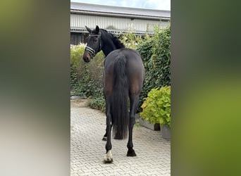Deutsches Sportpferd, Stute, 4 Jahre, 169 cm, Schwarzbrauner