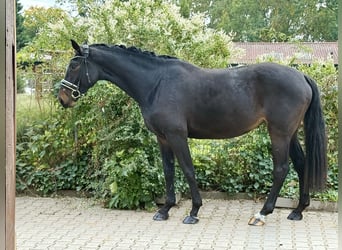 Deutsches Sportpferd, Stute, 4 Jahre, 169 cm, Schwarzbrauner