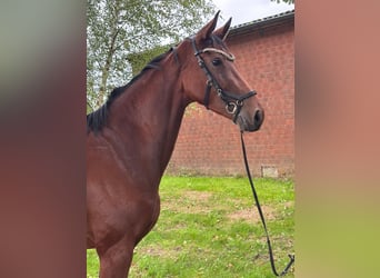 Deutsches Sportpferd, Stute, 4 Jahre, 170 cm, Brauner