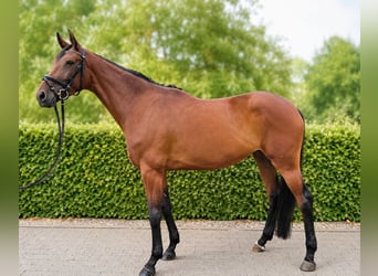 Deutsches Sportpferd, Stute, 4 Jahre, 170 cm, Brauner