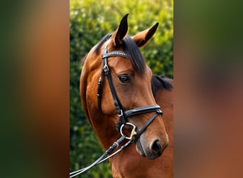 Deutsches Sportpferd, Stute, 4 Jahre, 170 cm, Brauner