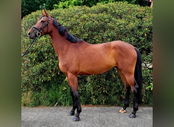 Deutsches Sportpferd, Stute, 4 Jahre, 170 cm, Brauner