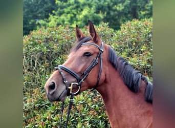 Deutsches Sportpferd, Stute, 4 Jahre, 170 cm, Brauner