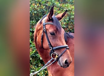 Deutsches Sportpferd, Stute, 4 Jahre, 170 cm, Brauner