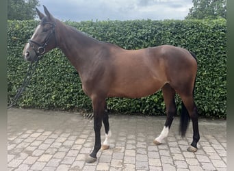 Deutsches Sportpferd, Stute, 4 Jahre, 170 cm, Brauner