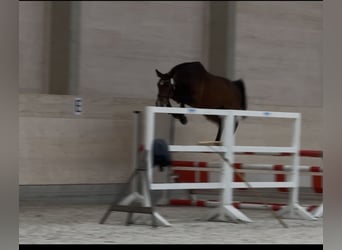 Deutsches Sportpferd, Stute, 4 Jahre, 170 cm, Brauner