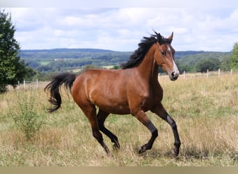 Deutsches Sportpferd, Stute, 4 Jahre, 170 cm, Brauner