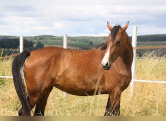 Deutsches Sportpferd, Stute, 4 Jahre, 170 cm, Brauner