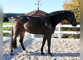 Deutsches Sportpferd, Stute, 4 Jahre, 170 cm