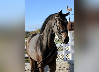 Deutsches Sportpferd, Stute, 4 Jahre, 170 cm