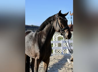 Deutsches Sportpferd, Stute, 4 Jahre, 170 cm