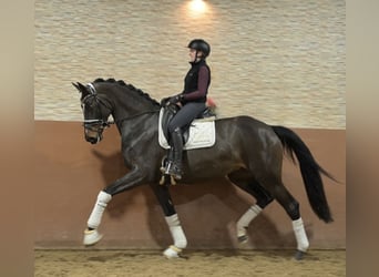 Deutsches Sportpferd, Stute, 4 Jahre, 170 cm, Dunkelbrauner