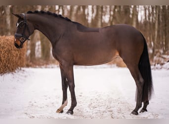 Deutsches Sportpferd, Stute, 4 Jahre, 170 cm, Dunkelbrauner