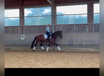 Deutsches Sportpferd, Stute, 4 Jahre, 170 cm, Dunkelbrauner