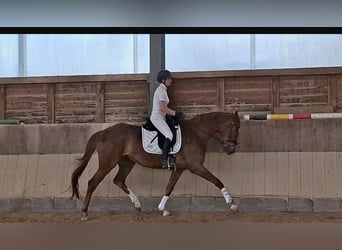 Deutsches Sportpferd, Stute, 4 Jahre, 170 cm, Dunkelfuchs