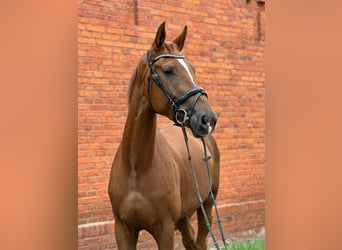 Deutsches Sportpferd, Stute, 4 Jahre, 170 cm, Fuchs