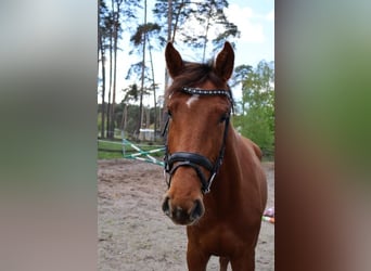 Deutsches Sportpferd, Stute, 4 Jahre, 170 cm, Fuchs