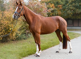 Deutsches Sportpferd, Stute, 4 Jahre, 170 cm, Fuchs