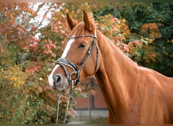 Deutsches Sportpferd, Stute, 4 Jahre, 170 cm, Fuchs