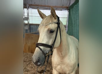 Deutsches Sportpferd, Stute, 4 Jahre, 170 cm, Palomino