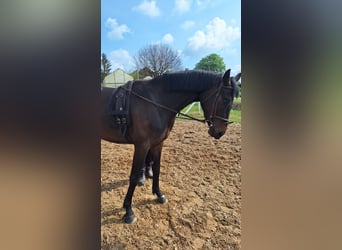 Deutsches Sportpferd, Stute, 4 Jahre, 171 cm, Dunkelbrauner