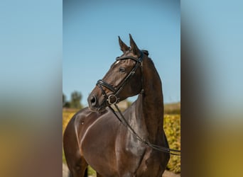 Deutsches Sportpferd, Stute, 4 Jahre, 171 cm, Dunkelbrauner