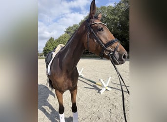 Deutsches Sportpferd, Stute, 4 Jahre, 172 cm, Brauner
