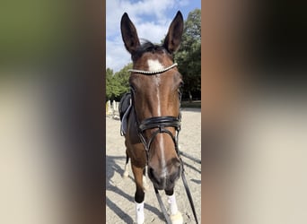Deutsches Sportpferd, Stute, 4 Jahre, 172 cm, Brauner