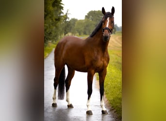 Deutsches Sportpferd, Stute, 4 Jahre, 172 cm, Brauner