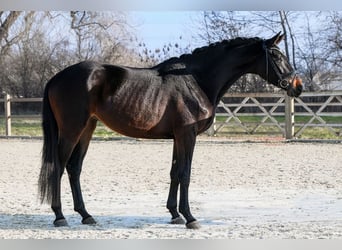 Deutsches Sportpferd, Stute, 4 Jahre, 172 cm, Dunkelbrauner