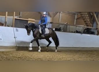 Deutsches Sportpferd, Stute, 4 Jahre, 172 cm, Dunkelbrauner