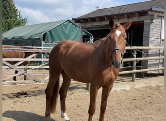 Deutsches Sportpferd, Stute, 4 Jahre, 172 cm, Fuchs