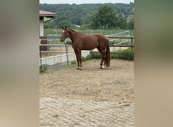 Deutsches Sportpferd, Stute, 4 Jahre, 172 cm, Fuchs
