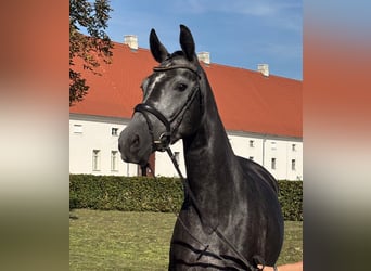 Deutsches Sportpferd, Stute, 4 Jahre, 172 cm, Rappschimmel