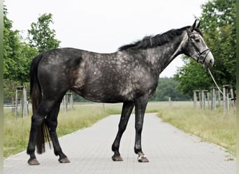 Deutsches Sportpferd, Stute, 4 Jahre, 172 cm, Schimmel
