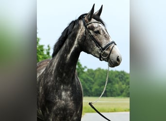 Deutsches Sportpferd, Stute, 4 Jahre, 172 cm, Schimmel