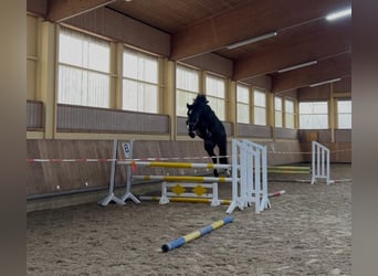 Deutsches Sportpferd, Stute, 4 Jahre, 172 cm, Schwarzbrauner
