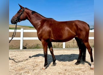 Deutsches Sportpferd, Stute, 4 Jahre, 173 cm, Brauner